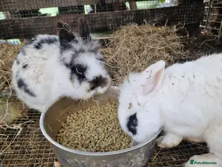 Mixed Breed rabbits 2 brother rabbits - Advert 1