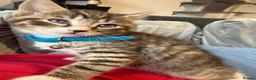 Ragcoon cats for sale: RAGCOON (sealpoint ragdoll mum-dad -Mainecoon) - Advert 22