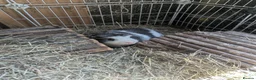 Guinea Pig rodents for sale: 6 month old Percy  in Stroud - Advert 2