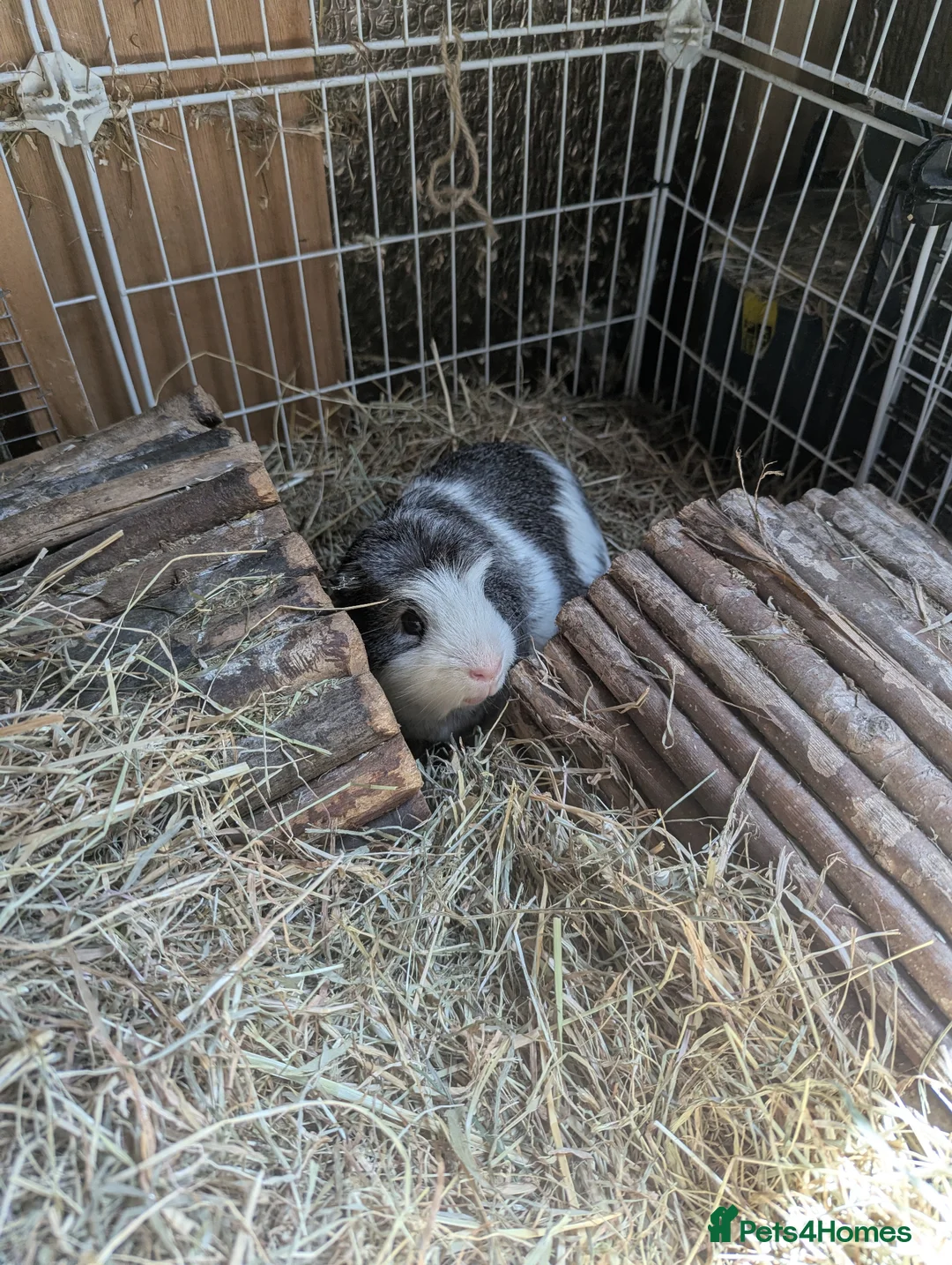 Guinea Pig rodents for sale: 6 month old Percy  in Stroud - Advert 2