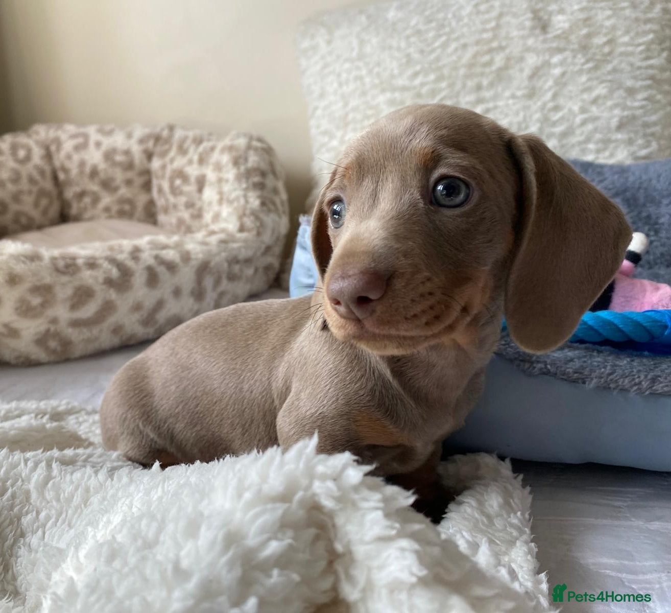 Dachshund dogs KC miniature smooth haired DNA tested dachshunds  - Advert 1