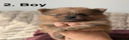 Pomeranian dogs for sale: Pomeranian  - Advert 27