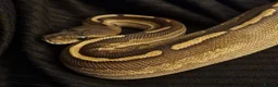 Python Snake reptiles for sale: Mojave Cinnamon royal python  in Colchester - Advert 1