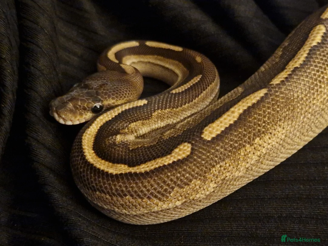 Python Snake reptiles for sale: Mojave Cinnamon royal python  in Colchester - Advert 1