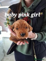 Cockapoo dogs F1 Toy fox red cockerpoos ready to leave 23rd Dec! - Advert 5