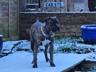 Mixed Breed dogs Presa Canario X Cane Corso (Girl) - Advert 3