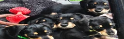 Mixed Breed dogs for sale: Mini Schnauzer X Mini Daschund puppies  - Advert 5