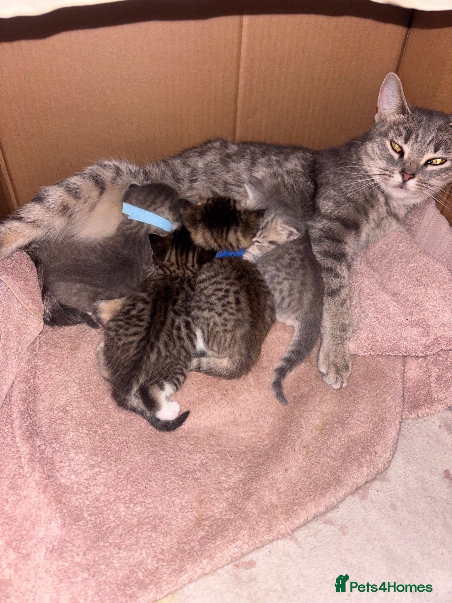 Mixed Breed cats Kittens - Advert 1