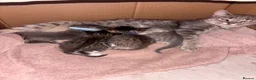 Mixed Breed cats for sale: Kittens - Advert 1
