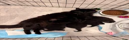 Mixed Breed cats for sale: ✨🐾 1 Boy Left! - Adorable Fluffy Black Kittens! - Advert 14
