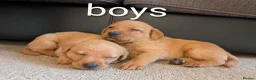 Labrador Retriever dogs for sale: Kc registered labrador puppies - Advert 13