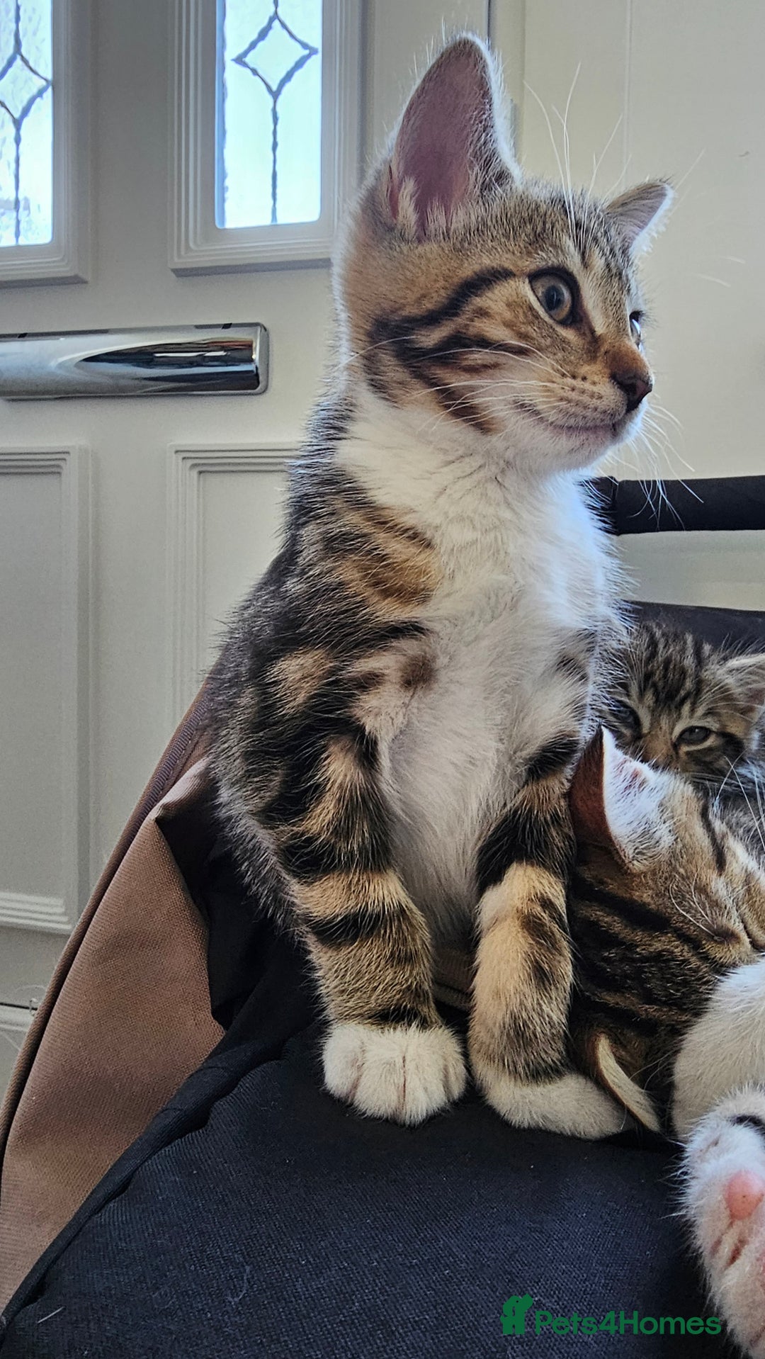 Mixed Breed cats for sale: Stunning maine coon cross kittens - Image 9