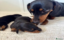 Miniature Dachshund dogs for sale: Mini Dachshund puppies, PRA clear, health tested - Image 5