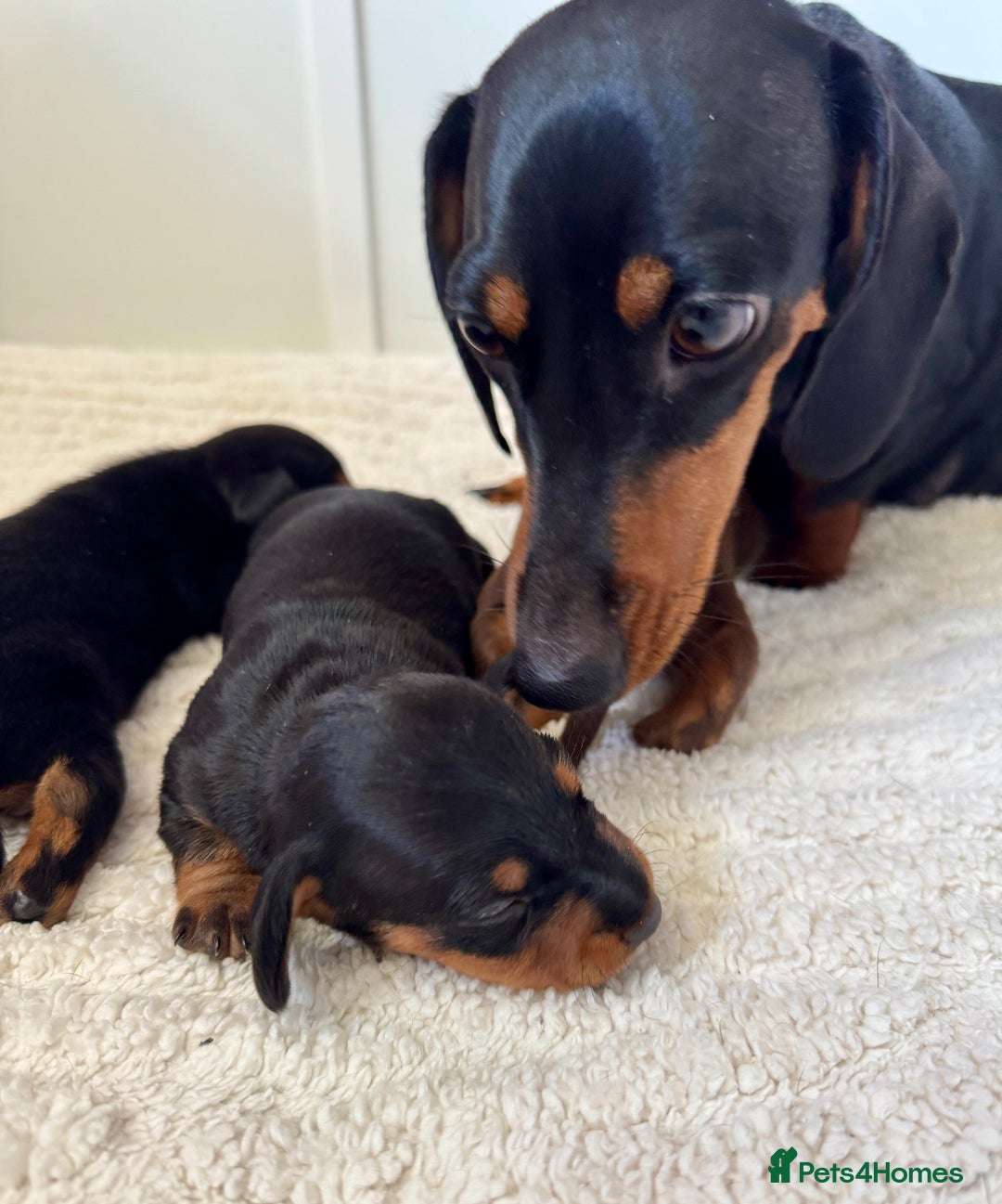 Miniature Dachshund dogs for sale: Mini Dachshund puppies, PRA clear, health tested - Image 5