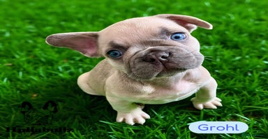 French Bulldog dogs - Advert 14