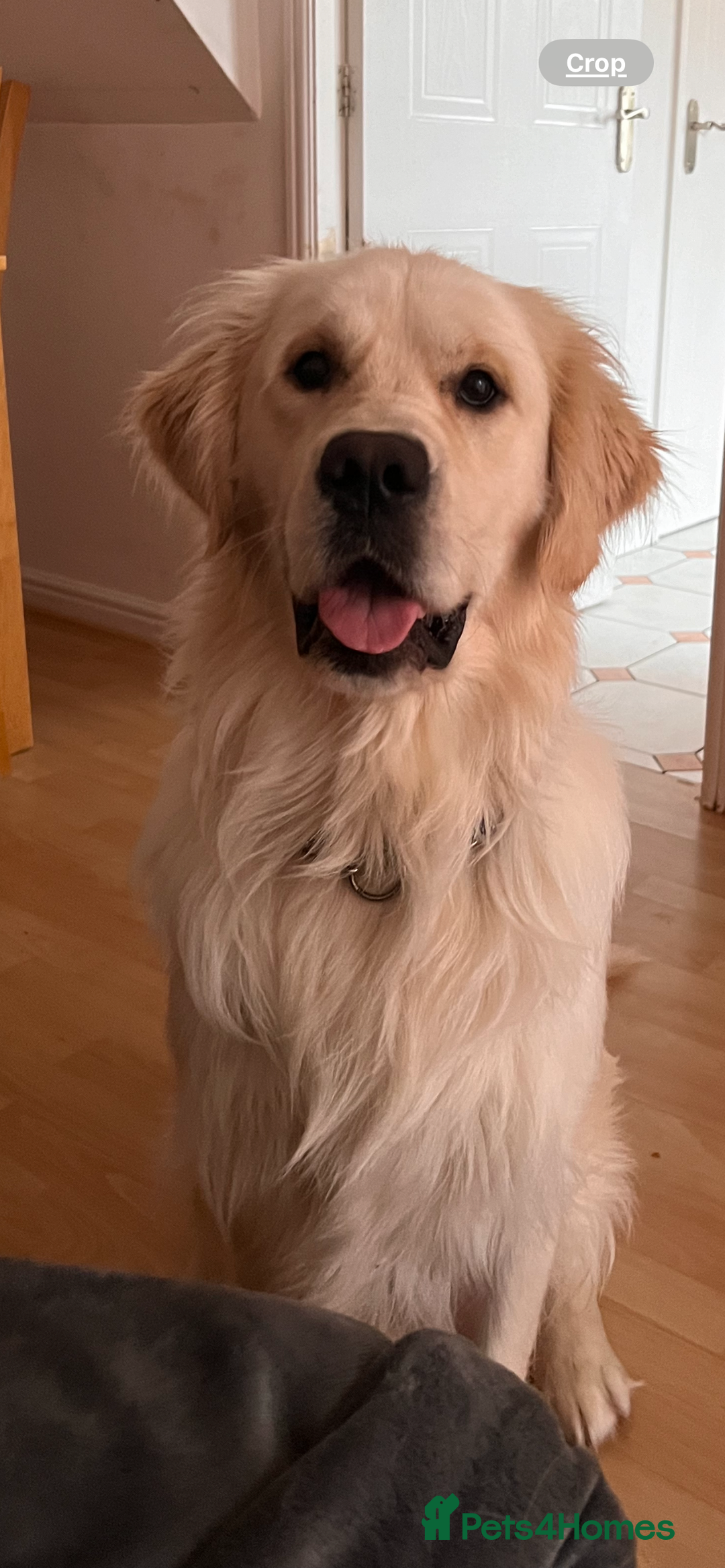 Golden Retriever dogs for sale: Male Golden Retriever  - Image 2