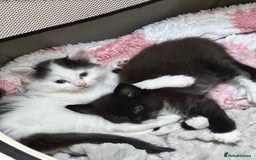 Mixed Breed cats for sale: Lovely kittens  - Image 1