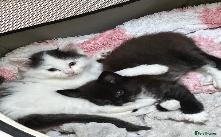 Mixed Breed cats - Advert 4