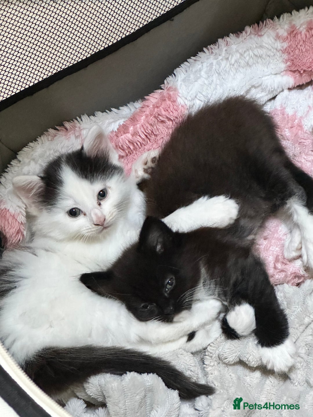 Mixed Breed cats for sale: Lovely kittens  - Image 1