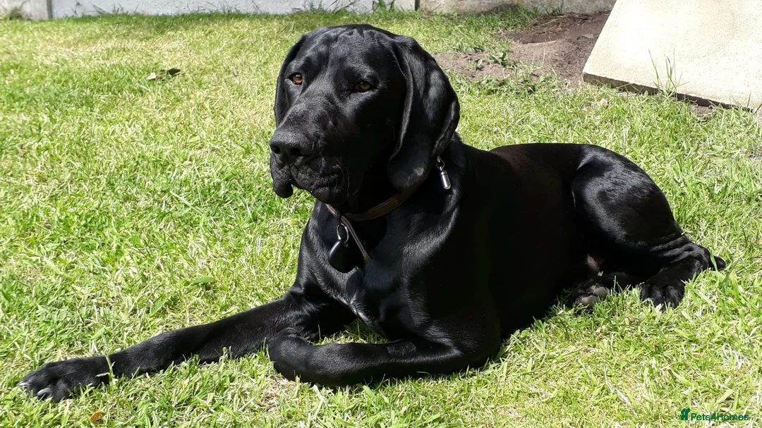 German Shorthaired Pointer dogs for stud: Proven sire full KC Reg GSP 5th Generation in Liverpool - Advert 5