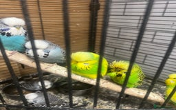 Budgerigars birds for sale: Colourful budgies - Image 1