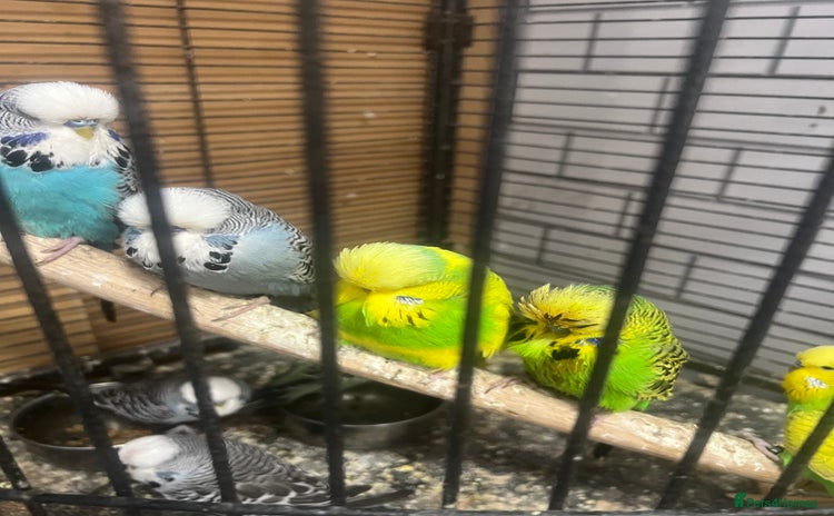 Budgerigars birds - Advert 1
