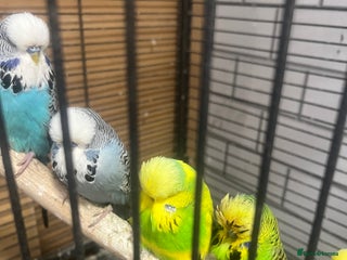 Budgerigars birds - Advert 23