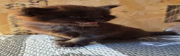 Maine Coon cats for sale: 1 Boy 1 Girl TAKE HOME TODAY - Advert 10