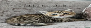 Mixed Breed Kitten 5 brown tabby female