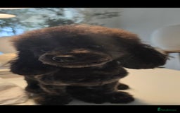 Toy Poodle dogs for sale: Asian toy poodle  - Image 3