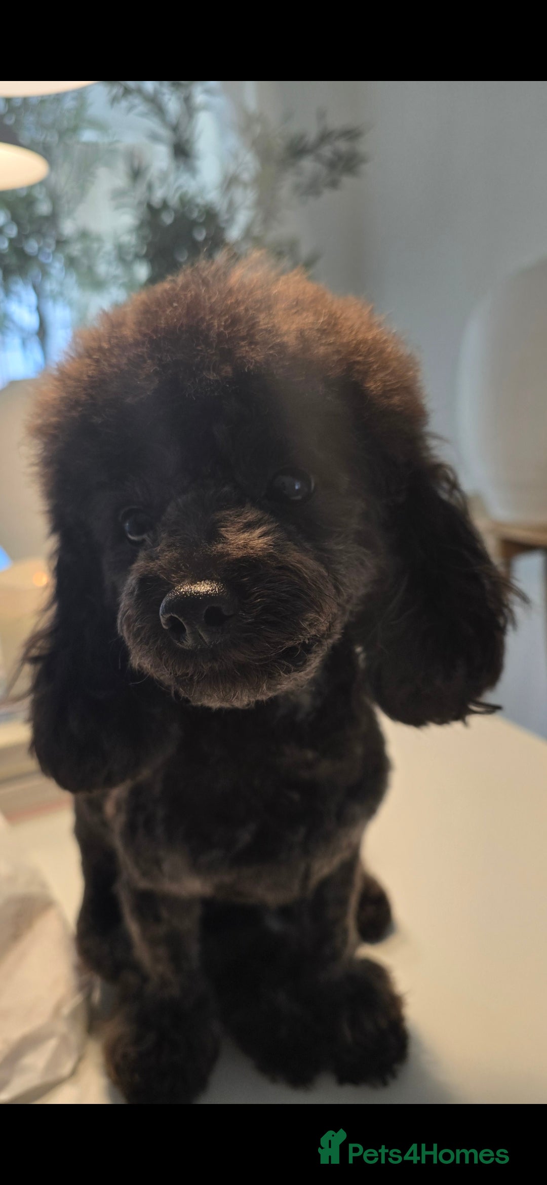 Toy Poodle dogs for sale: Asian toy poodle  - Image 3