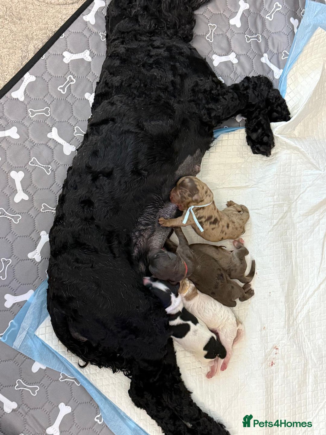 Cockapoo dogs for sale: 4 beautiful cockapoo . .  - Image 1