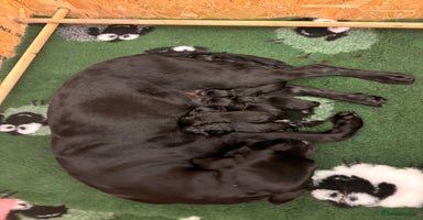 Labrador Retriever dogs - Advert 16