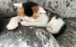 British Shorthair cats for sale: 2 kittens for sale  - Image 3
