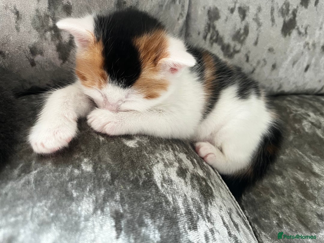 British Shorthair cats for sale: 2 kittens for sale  - Image 3