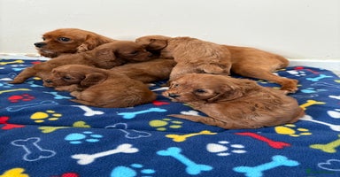Cavapoo dogs - Advert 8