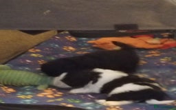 Shih Tzu dogs for sale: Beautiful male full shihzue puppies needing homes - Image 4