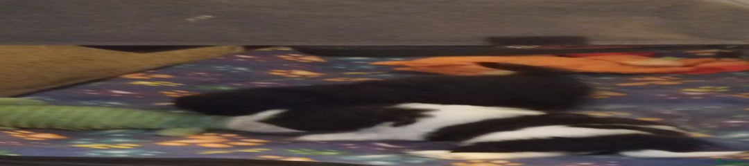 Shih Tzu Puppy 3