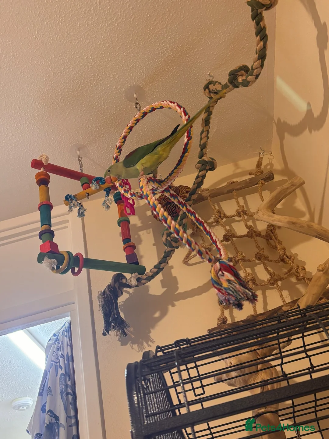 Parakeets birds for sale: Female alexandrine 3 month old  in Tonypandy - Advert 5
