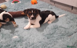 Jack Russell dogs for sale: Stunning jack Russell puppies  - Image 11