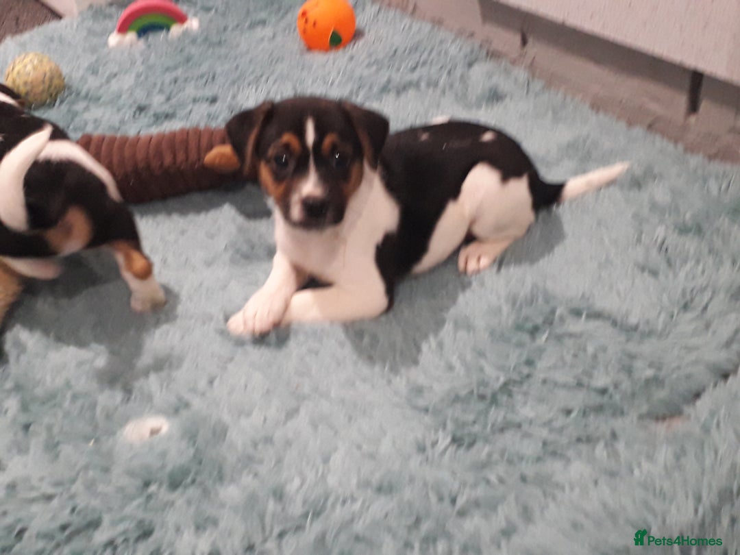 Jack Russell dogs for sale: Stunning jack Russell puppies  - Image 11