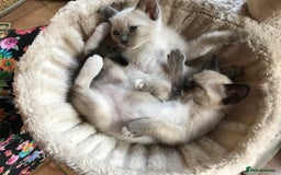 Tonkinese cats for sale: Exquisite Tonkdolls - Image 15