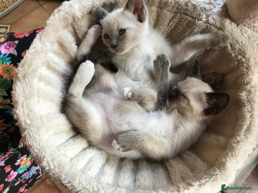 Tonkinese cats for sale: Exquisite Tonkdolls - Image 15