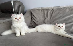 Persian cats for sale: Persian Kittens - Image 6