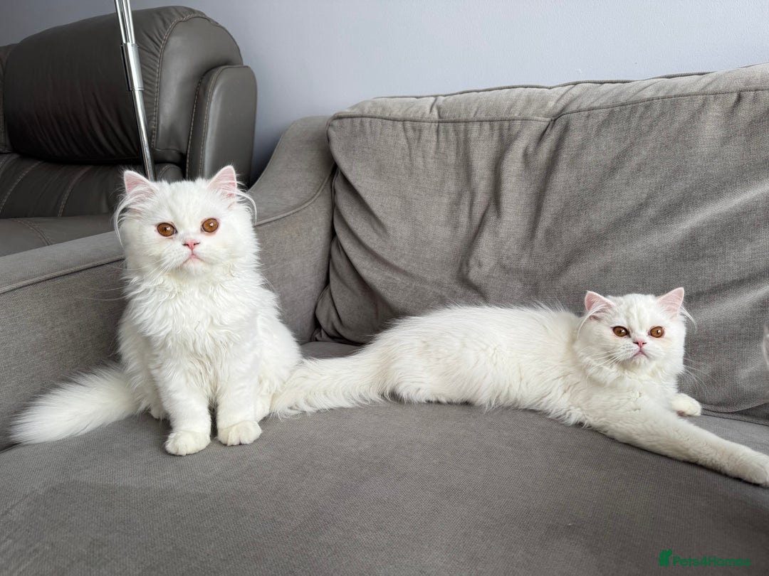 Persian cats for sale: Persian Kittens - Image 6