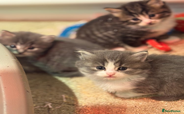 Mixed Breed cats - Advert 8