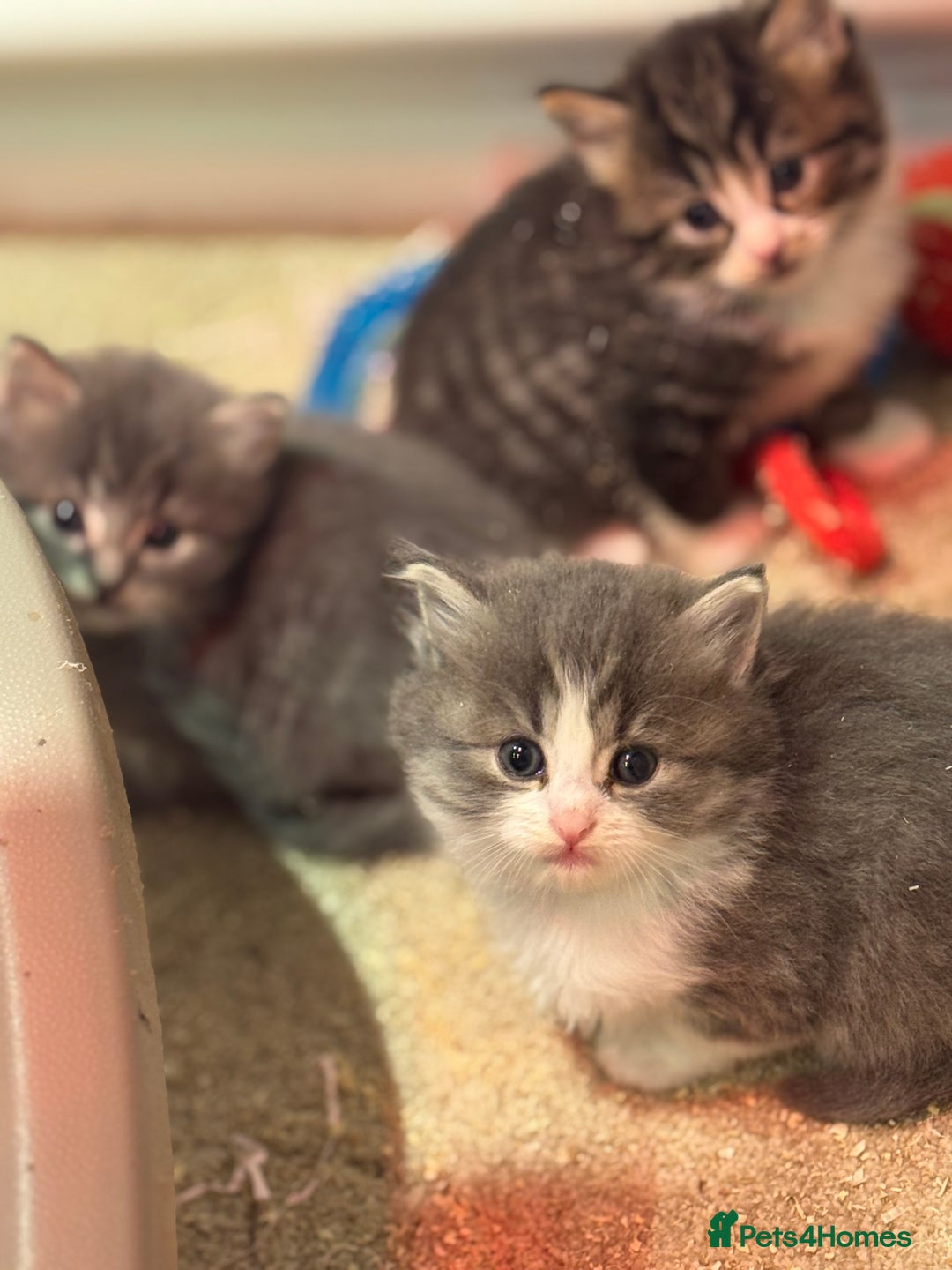 Mixed Breed cats for sale: 5 lovely kittens for sale  - Image 1