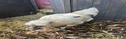 Chickens poultry for sale: 3 cocks silkie & australorp bantam  in Rugby - Advert 8