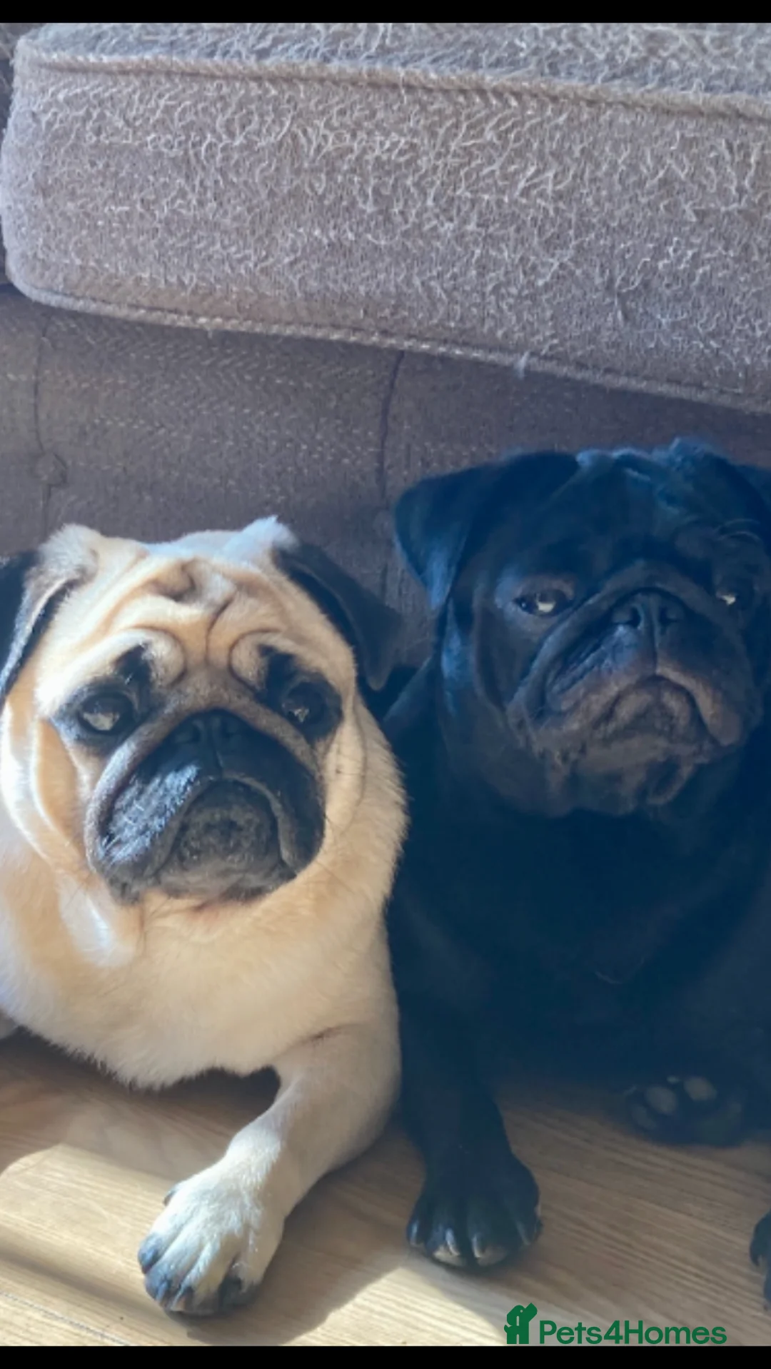 Pug dogs for stud: Health tested black pug stud  in Stevenage - Advert 6