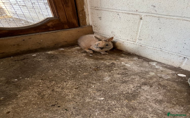 Netherland Dwarf rabbits - Advert 3